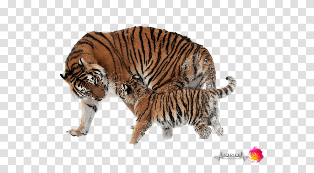 Mnb Yorkshire Terrier Chicho Amur Tiger Cubs In Wild, Wildlife, Mammal, Animal Transparent Png