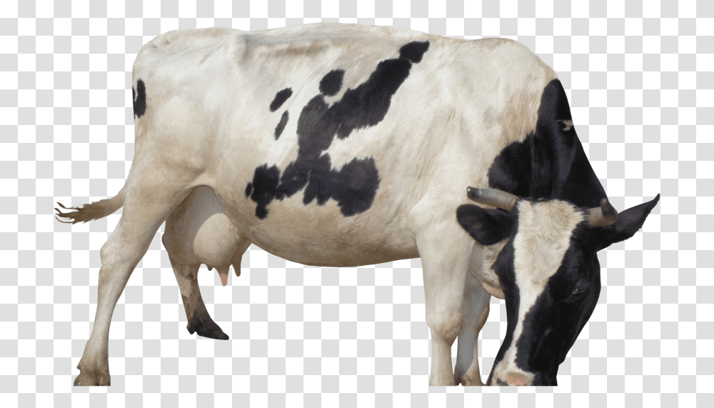 Mobile Cow Milking Machine, Cattle, Mammal, Animal, Dairy Cow Transparent Png