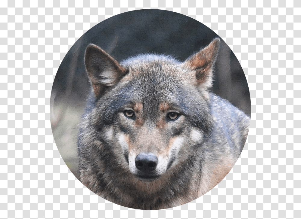 Mobile Diesel Technician Like A Lone Wolf Background Wolf, Mammal, Animal, Red Wolf, Canine Transparent Png