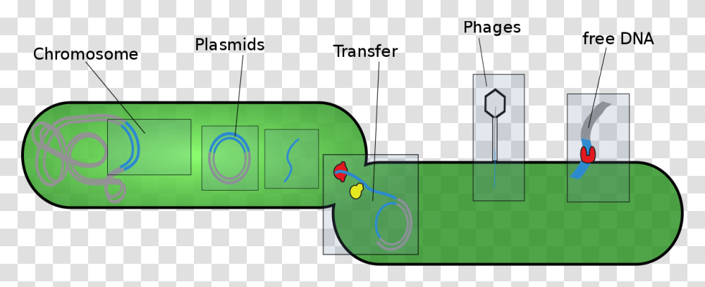 Mobile Genetic Elements Of Bacteria, Plot, Diagram, Plan Transparent Png