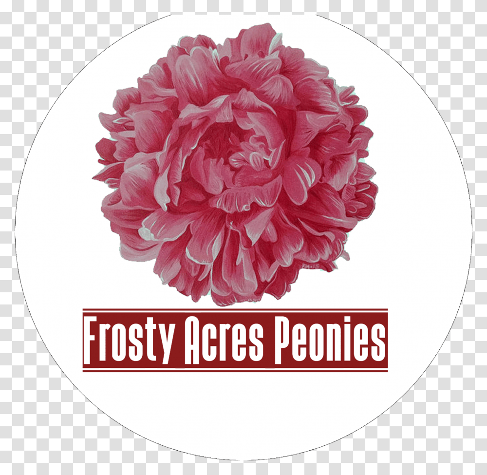 Mobirise Common Peony, Plant, Flower, Blossom, Carnation Transparent Png