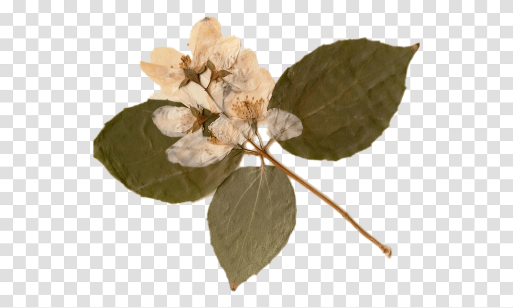 Mock Orange, Plant, Leaf, Flower, Blossom Transparent Png