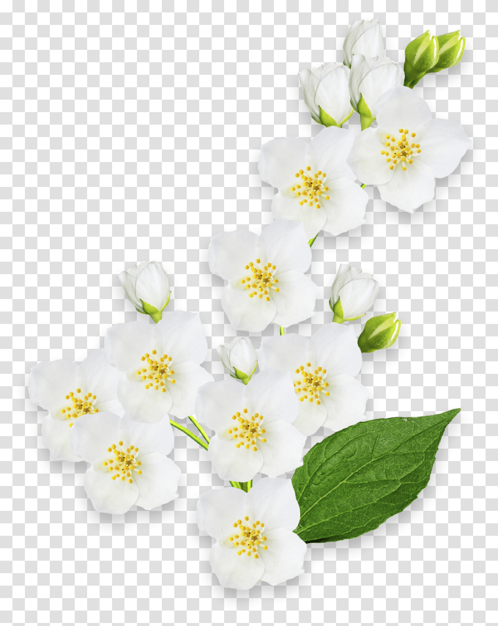 Mock Orange, Plant, Pollen, Petal, Flower Transparent Png