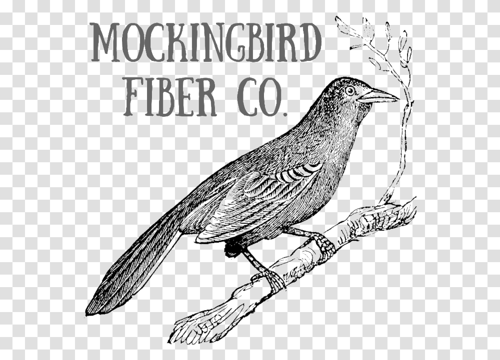 Mockingbird, Animal, Blackbird, Wren Transparent Png