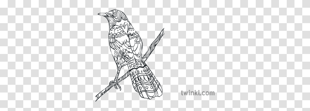Mockingbird Avian Bird Texas Animal States United Usa Sketch, Crawdad, Seafood, Sea Life, Finch Transparent Png