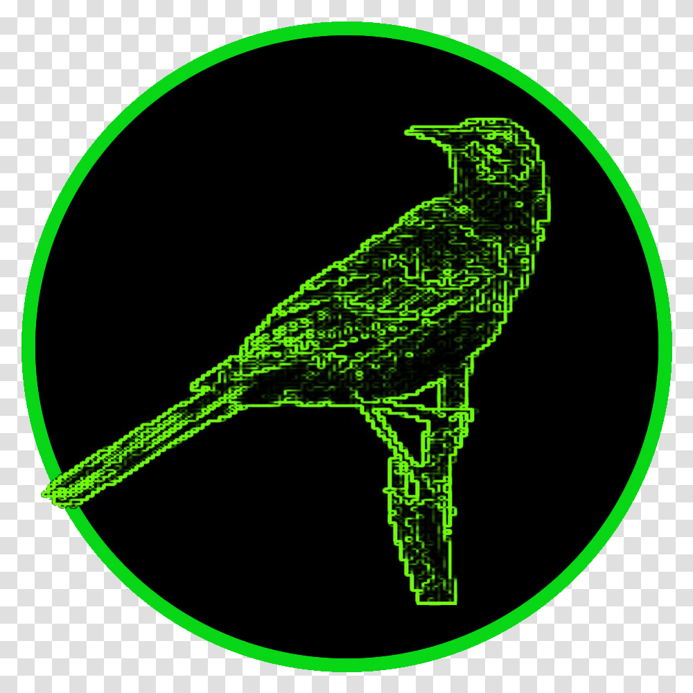 Mockingbird Bird, Animal, Coast, Shoreline, Sea Transparent Png