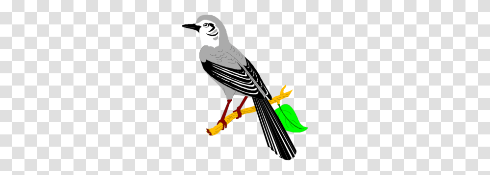 Mockingbird Clip Art, Animal, Magpie Transparent Png