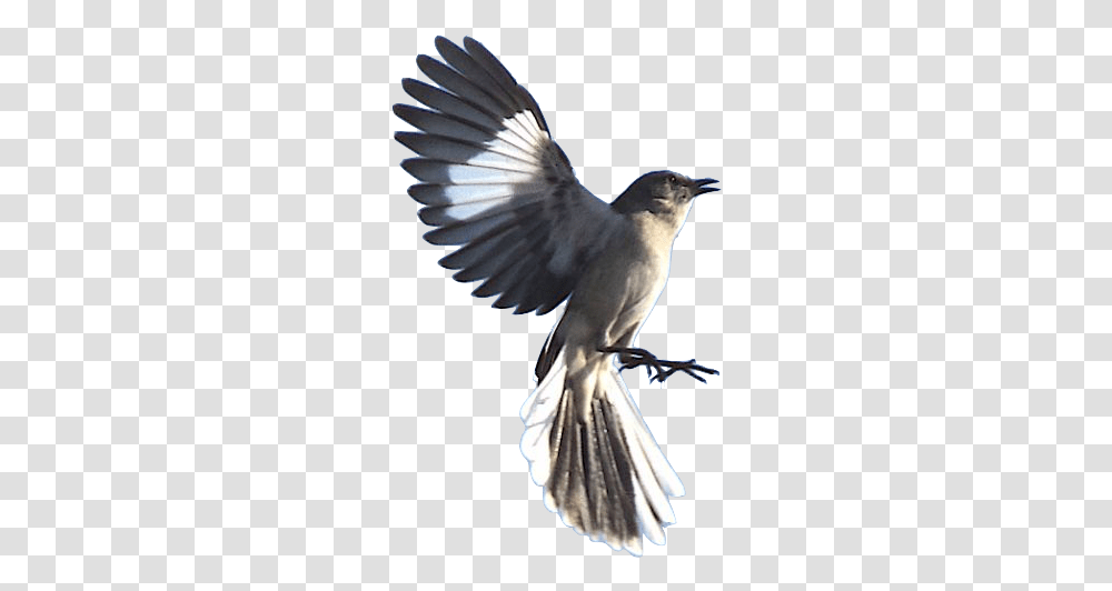 Mockingbird, Jay, Animal, Blue Jay, Bluebird Transparent Png