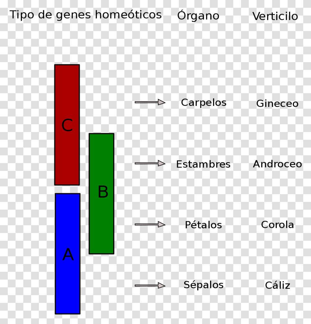 Modelo Abc Desarrollo Floral, Diagram, Plan, Plot, Lighting Transparent Png