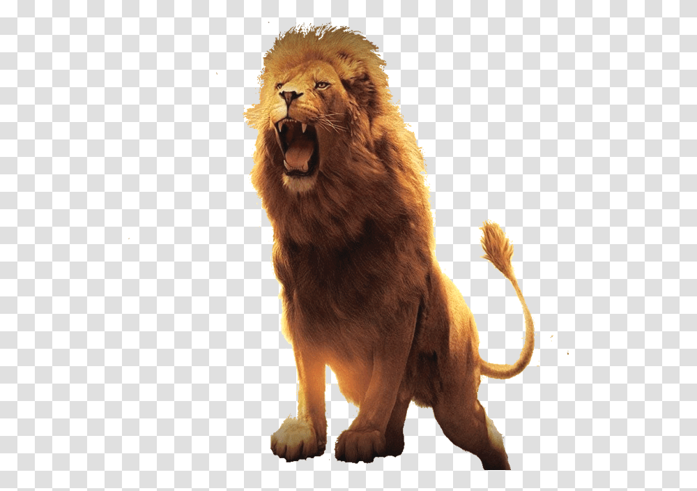 Modern Day Lion Of The Tribe Of Judah Lion Hd Images Free Download, Wildlife, Mammal Transparent Png