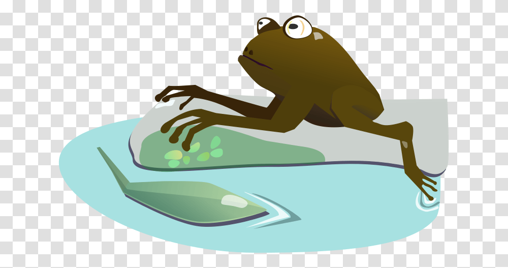 Moist True Frog, Wildlife, Animal, Amphibian, Water Transparent Png