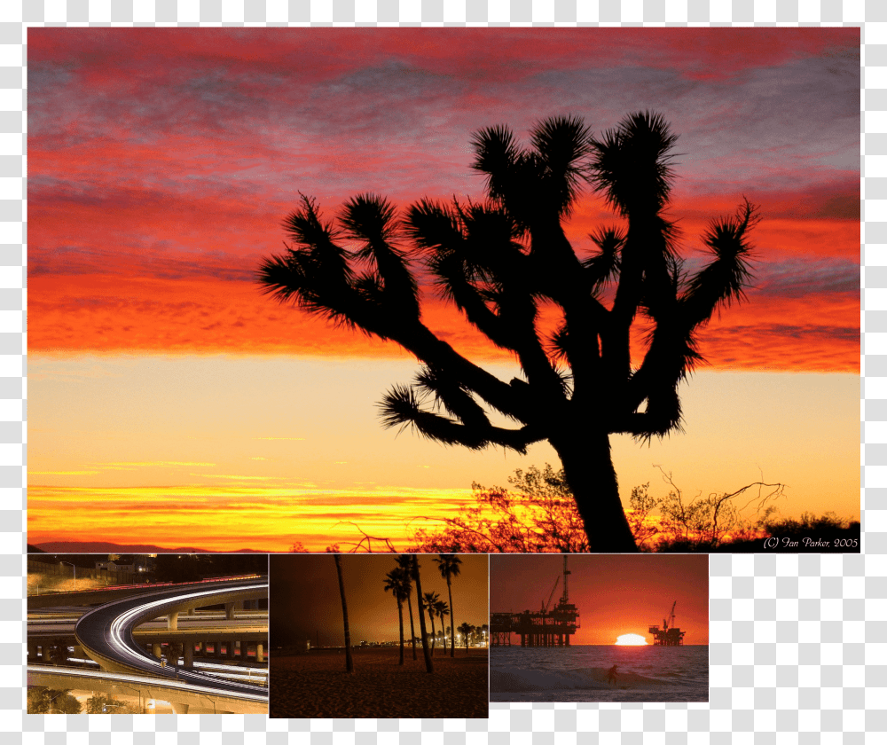 Mojave Desert Sunset, Nature, Outdoors, Tree, Plant Transparent Png