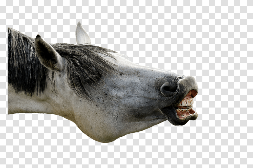 Mold 960, Animals, Horse, Mammal, Snout Transparent Png