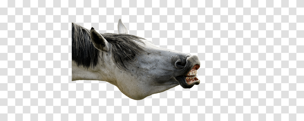 Mold Emotion, Mammal, Animal, Horse Transparent Png