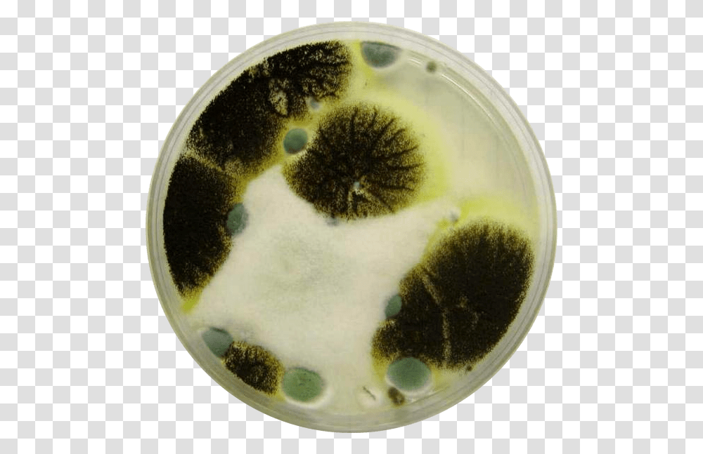 Mold In Petri Dish, Giant Panda, Bear, Wildlife, Mammal Transparent Png