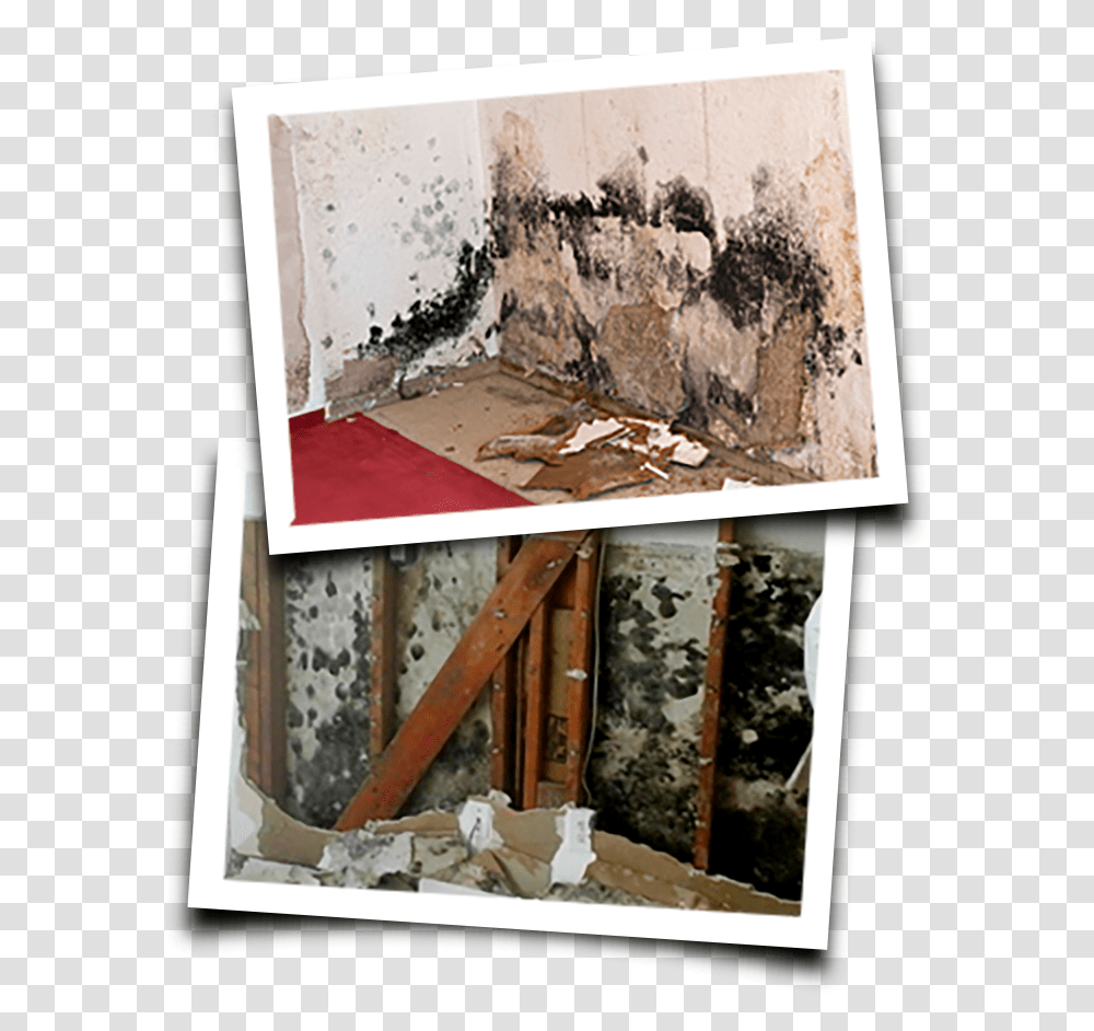 Mold Pics Mold And Landlords Transparent Png