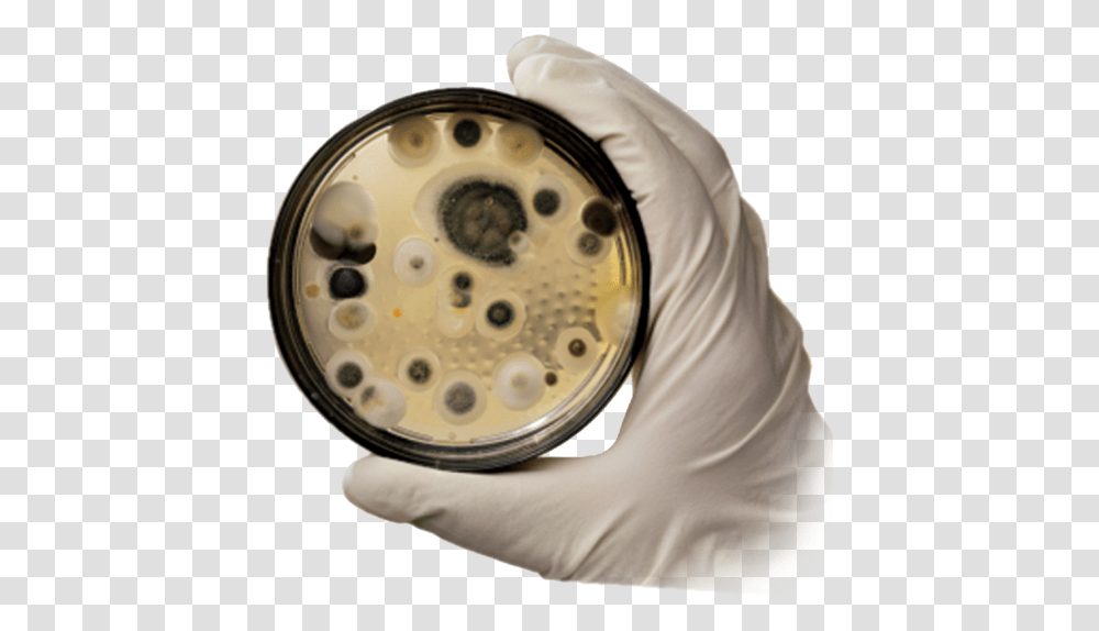Mold Removal Image Black Mould Fungus, Person, Human, Leisure Activities, Wristwatch Transparent Png