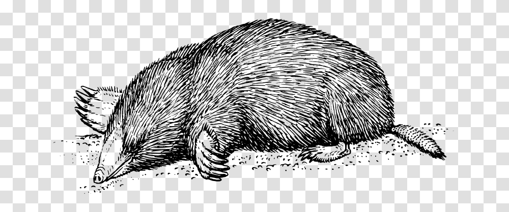 Mole, Animals, Gray, World Of Warcraft Transparent Png