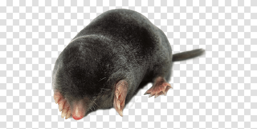 Mole Catcher Mole Control By Swat Pest Control Ltd Mole Vole, Animal, Mammal, Pig, Bear Transparent Png