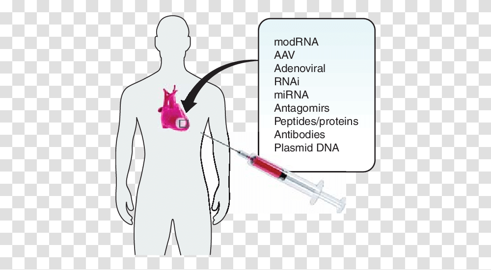 Molecular Pathways Of The Human Heart Illustration, Injection, Text, Plot, Diagram Transparent Png