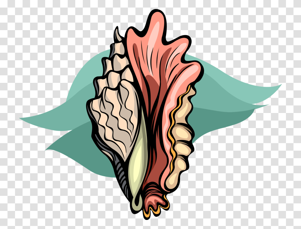 Mollusk Seashell, Plant, Flower, Blossom, Animal Transparent Png