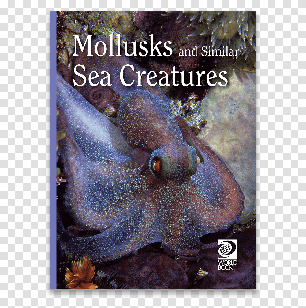 Mollusks And Similar Sea Creatures, Sea Life, Animal, Food, Squid Transparent Png