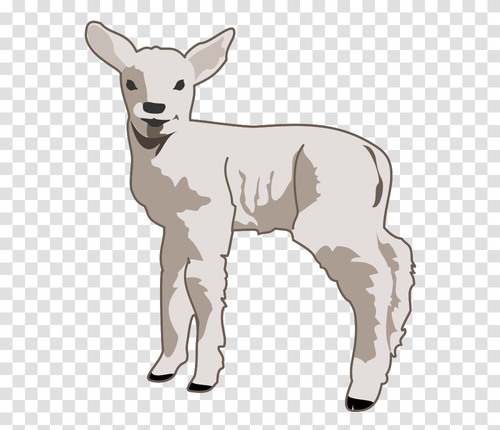 Molumen Young Lamb, Animals, Mammal, Sheep, Goat Transparent Png