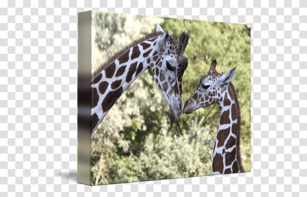 Mom Amp Baby Giraffe Graphic Mom Amp Baby Giraffe, Wildlife, Mammal Transparent Png