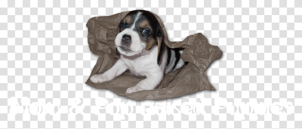 Mom Amp Pop Raised Puppies Mom And Pop Raised Puppies, Hound, Dog, Pet, Canine Transparent Png