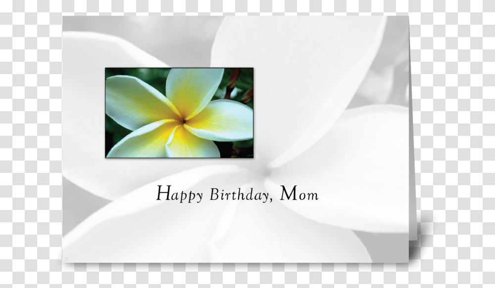 Mom Birthday Single Flower Greeting Card Frangipani, Petal, Plant, Dahlia, Canvas Transparent Png