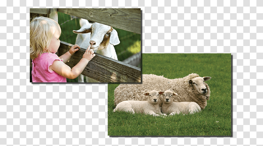 Monaco Di Baviera Zoo, Person, Human, Sheep, Mammal Transparent Png