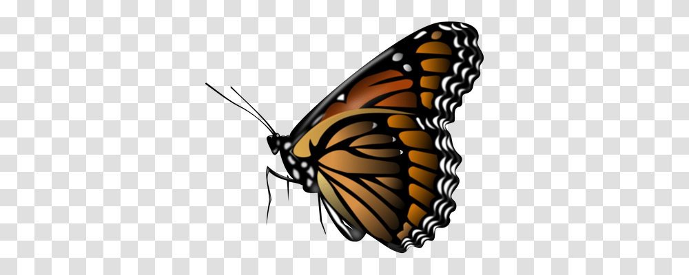 Monarch Animals, Butterfly, Insect, Invertebrate Transparent Png