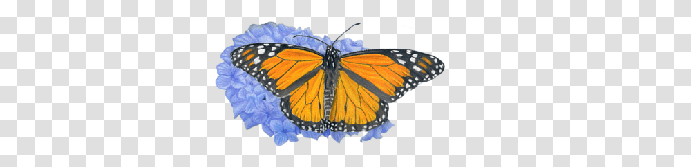 Monarch Butterflies And Hydrangeas, Butterfly, Insect, Invertebrate, Animal Transparent Png