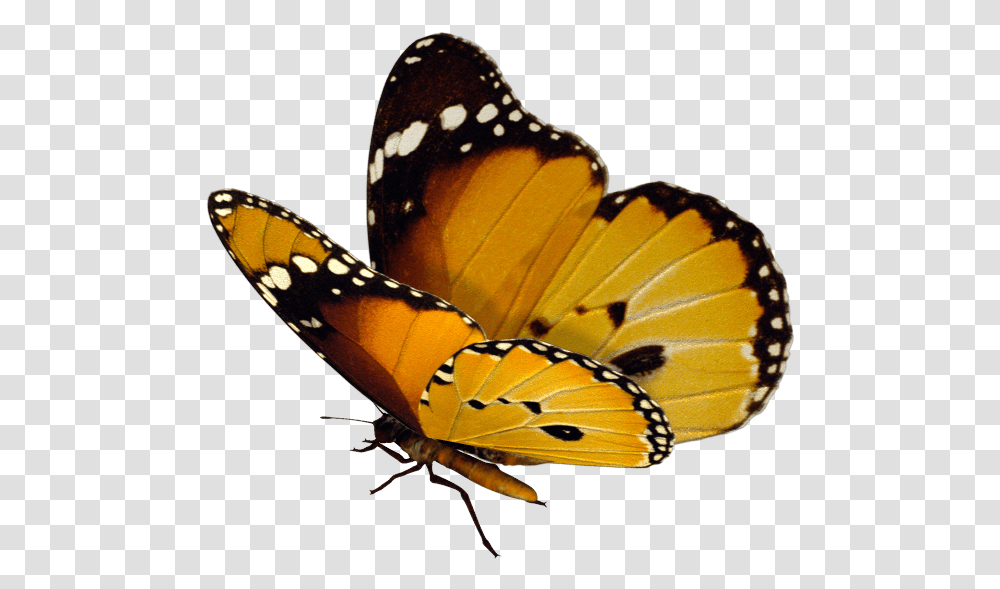 Monarch Butterflies, Butterfly, Insect, Invertebrate, Animal Transparent Png