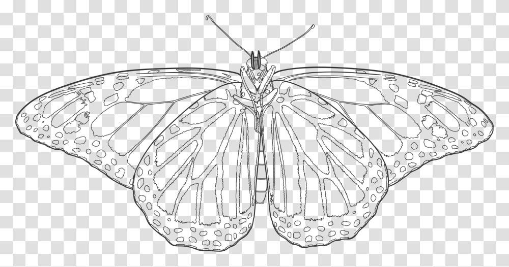 Monarch Butterflies Monarch Butterfly Drawing, Animal, Invertebrate, Insect, Moth Transparent Png