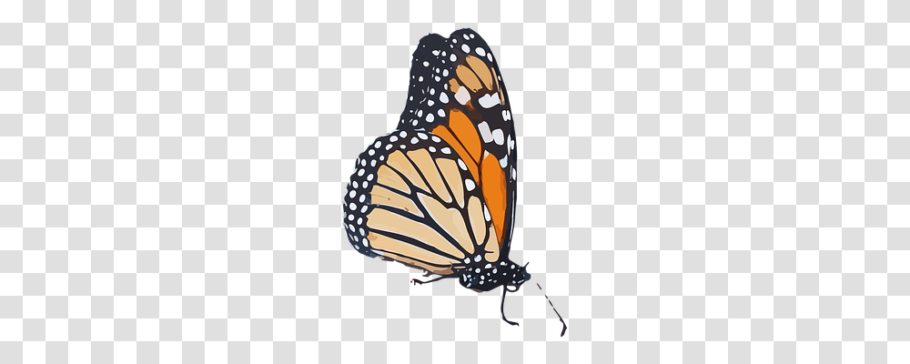 Monarch Butterfly Nature, Insect, Invertebrate, Animal Transparent Png