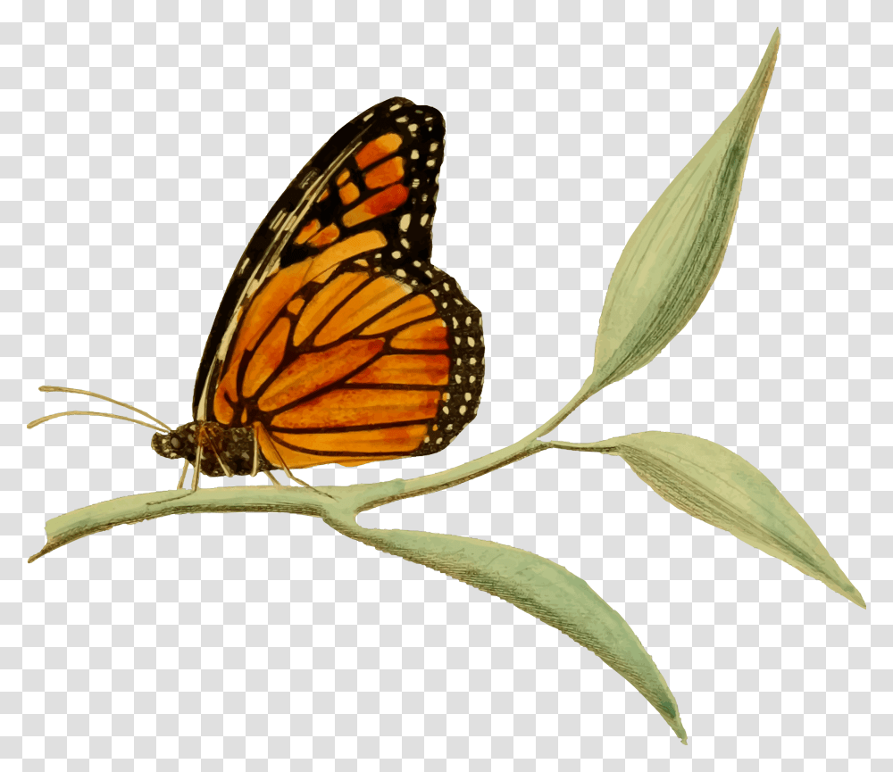 Monarch Butterfly 2 Clip Arts Clip Art Images Of Monarch Butterflies, Insect, Invertebrate, Animal Transparent Png