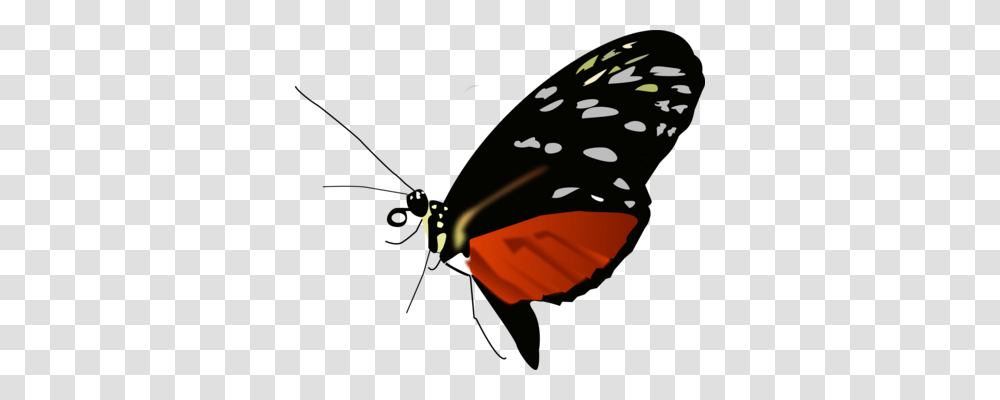 Monarch Butterfly Biosphere Reserve Insect, Invertebrate, Animal, Photography, Wristwatch Transparent Png