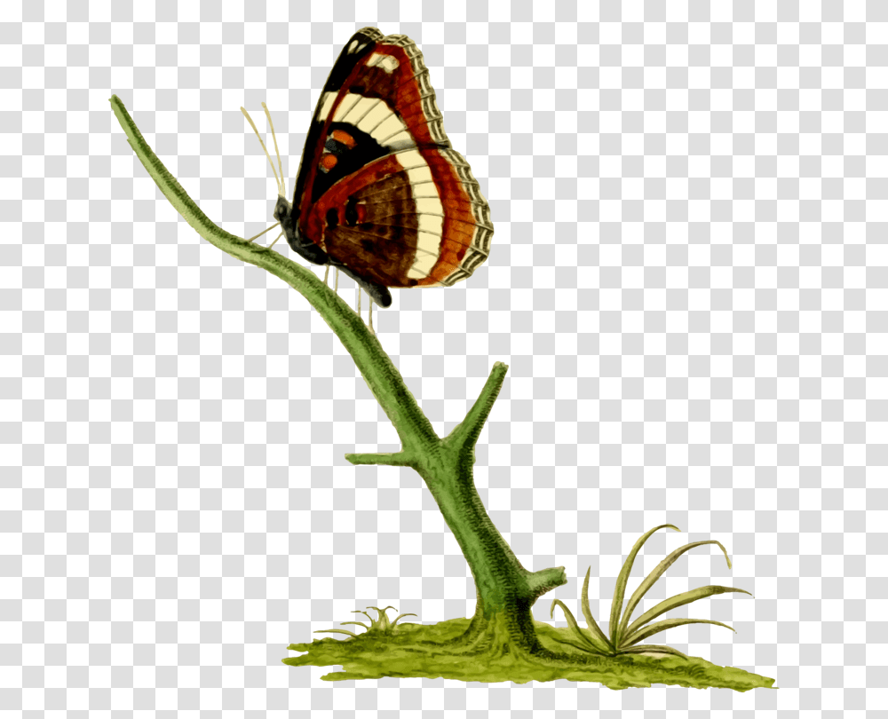 Monarch Butterfly Brush Footed Butterflies Insect Gossamer Winged, Invertebrate, Animal, Flower, Plant Transparent Png