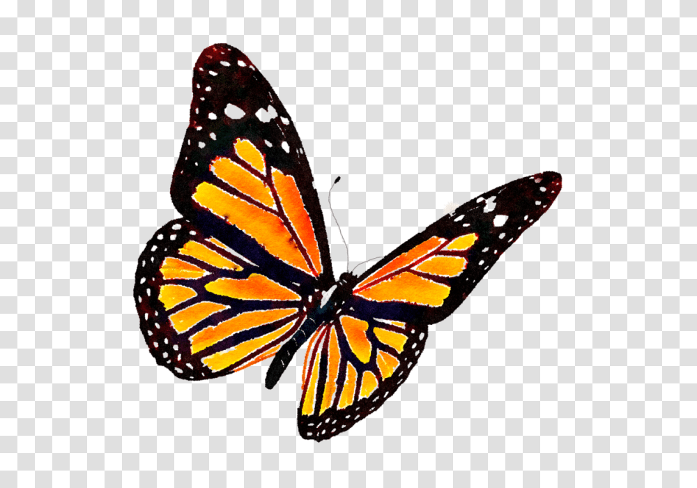 Monarch Butterfly Butterfly Clipart Monarch, Insect, Invertebrate, Animal Transparent Png