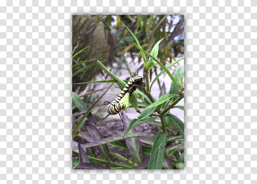 Monarch Butterfly Caterpillar, Wasp, Bee, Insect, Invertebrate Transparent Png