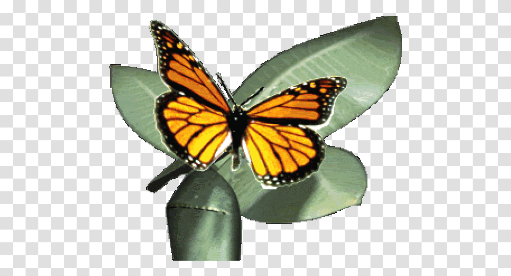 Monarch Butterfly Clipart Gif Animation Monarch Butterfly Monarch Butterfly Gif, Insect, Invertebrate, Animal, Honey Bee Transparent Png
