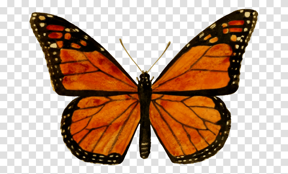 Monarch Butterfly Download Image Arts, Insect, Invertebrate, Animal, Spider Transparent Png