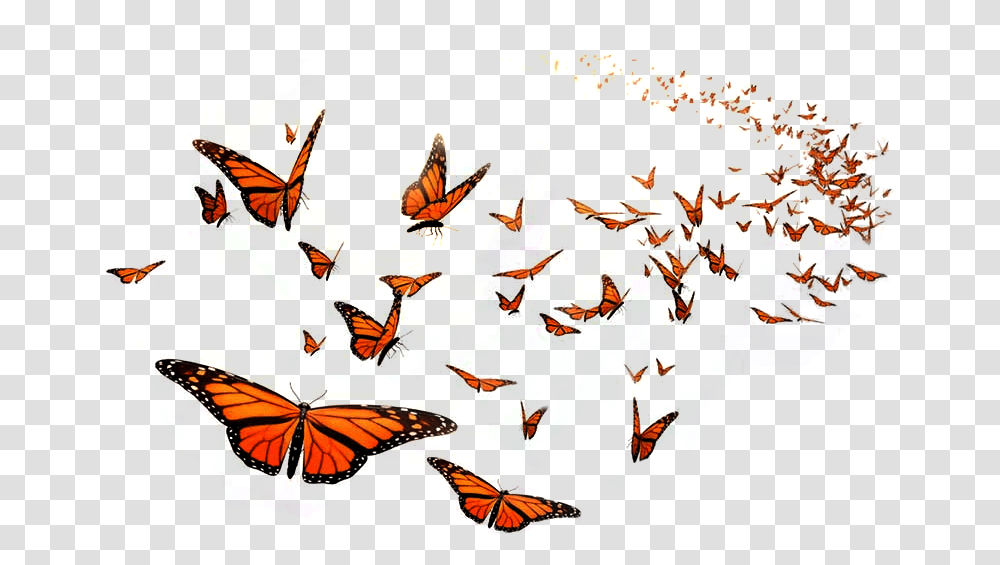 Monarch Butterfly Flight Orange Middle School Insect Flying Monarch Butterfly, Pattern, Doodle Transparent Png