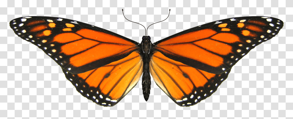 Monarch Butterfly Gif, Insect, Invertebrate, Animal Transparent Png
