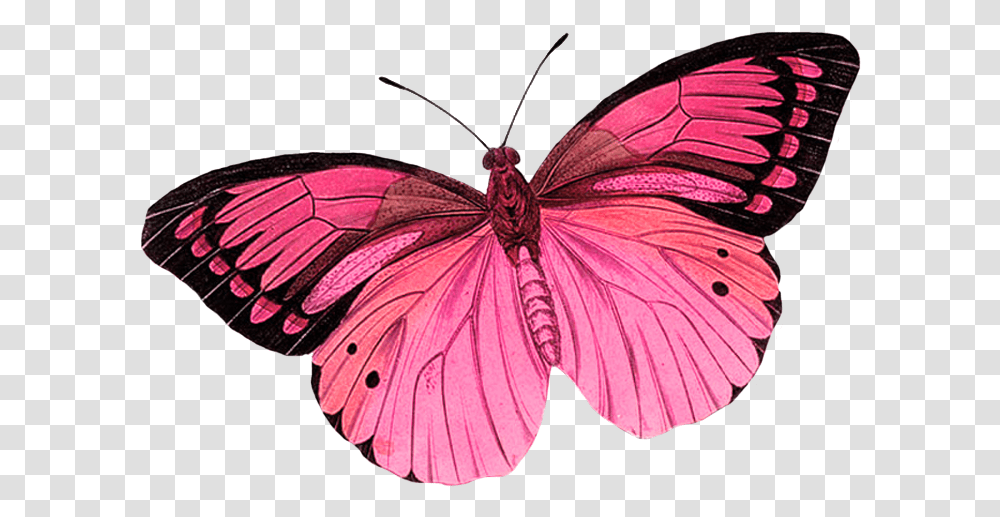 Monarch Butterfly Greta Oto Clip Art Pink Butterfly No Background, Insect, Invertebrate, Animal, Moth Transparent Png