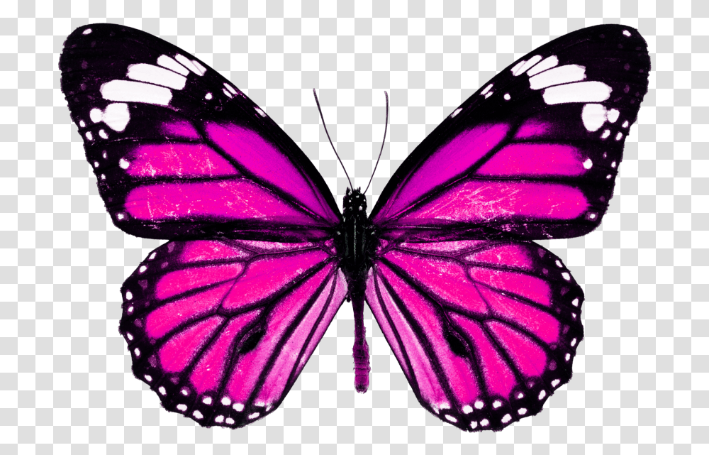 Monarch Butterfly High Resolution Download Pink Butterfly, Insect, Invertebrate, Animal Transparent Png