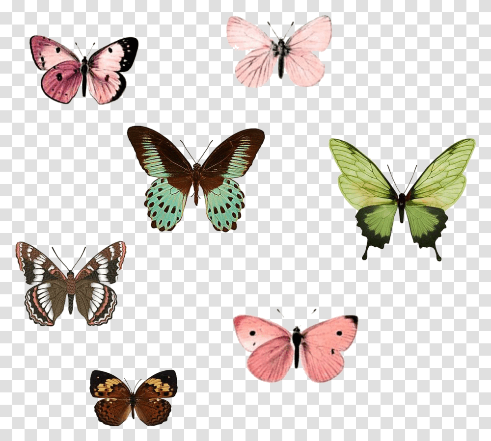 Butterflies PNG Group