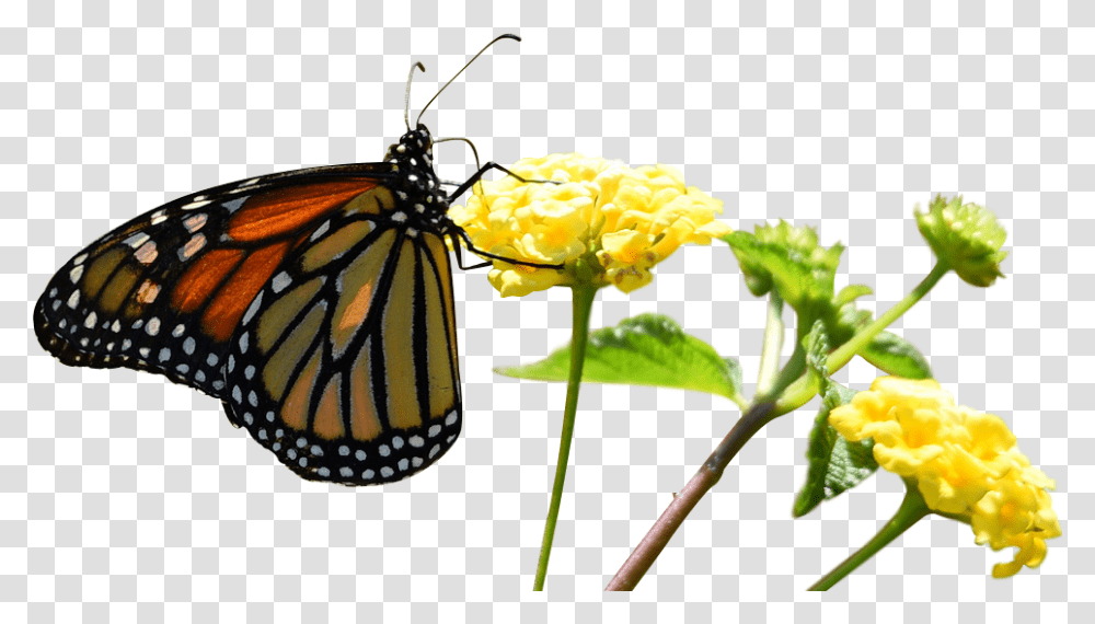 Monarch Butterfly, Insect, Invertebrate, Animal, Honey Bee Transparent Png