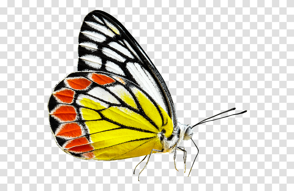Monarch Butterfly, Insect, Invertebrate, Animal, Honey Bee Transparent Png